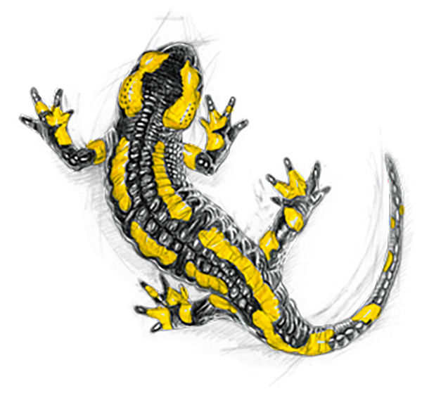 Coloriage magique : guêpier - La Salamandre